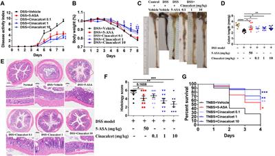 Cinacalcet Targets the Neurokinin-1 Receptor and Inhibits PKCδ/ERK/P65 Signaling to Alleviate Dextran Sulfate Sodium-Induced Colitis